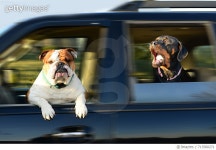 713580271 | 게티이미지코리아 | Dogs on a Joy Ride Royalty-Free 이미지