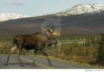 713787377 | 게티이미지코리아 | A bull moose crosses an empty road in the backcountry. Royalty-Free 이미지