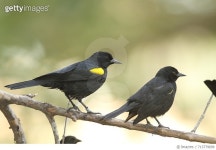 713779699 | 게티이미지코리아 | Yellow-shouldered blackbird, Agelaius xanthomus. Rights-Managed 이미지