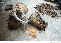 713782077 | 게티이미지코리아 | Traditional Chinese medicine is collected and dried on a farm in the mountains of Sichuan. Rights... 