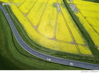 669982794 | 게티이미지코리아 | Oilseed Rape Rights-Managed 이미지