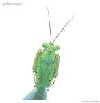 657063880 | 게티이미지코리아 | close-up on a praying mantis - Macromantis sp Royalty-Free 이미지
