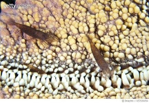 657930054 | 게티이미지코리아 | The Undersea World of Komodo. Rights-Managed 이미지