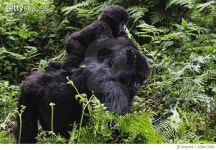 658813966 | 게티이미지코리아 | A mountain gorilla mother carrying her young on her back Rights-Managed 이미지