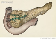 722210441 | 게티이미지코리아 | Pancreas, human body, drawing Rights-Managed 이미지
