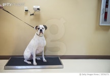 555782771 | 게티이미지코리아 | Dog on scales at vet clinic Royalty-Free 이미지