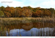 720007835 | 게티이미지코리아 | Reflection Of Trees In Lake Against Sky Royalty-Free 이미지
