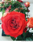 720012707 | 게티이미지코리아 | Close-Up Of Red Rose Blooming Outdoors Royalty-Free 이미지