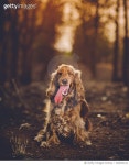 720023141 | 게티이미지코리아 | Close-Up Of Dog In Forest Royalty-Free 이미지