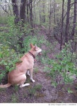 720066623 | 게티이미지코리아 | View Of A Dog In Forest Royalty-Free 이미지