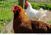 720072153 | 게티이미지코리아 | Close-Up Of Hen Royalty-Free 이미지