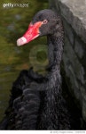 720072783 | 게티이미지코리아 | Close-Up Of Bird Royalty-Free 이미지