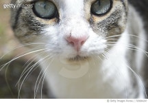 720084207 | 게티이미지코리아 | Close-Up Of Cat Royalty-Free 이미지