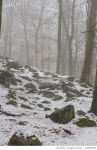 720097883 | 게티이미지코리아 | Trees In Forest During Winter Royalty-Free 이미지