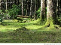 720101953 | 게티이미지코리아 | Trees In Forest Royalty-Free 이미지