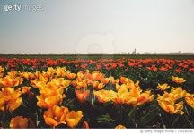 720146595 | 게티이미지코리아 | Sunflowers Blooming In Field Against Clear Sky Royalty-Free 이미지