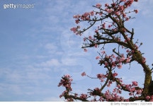 722371839 | 게티이미지코리아 | Low Angle View Of Blossom Tree Against Sky Royalty-Free 이미지