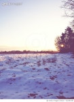 722381789 | 게티이미지코리아 | Scenic View Of Trees Against Clear Sky During Sunset Royalty-Free 이미지