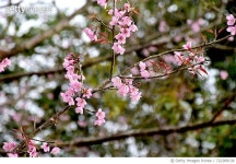 722389139 | 게티이미지코리아 | Close-Up Of Pink Flowers On Branch Royalty-Free 이미지