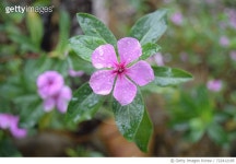 722412185 | 게티이미지코리아 | Close-Up Of Iris Blooming Outdoors Royalty-Free 이미지