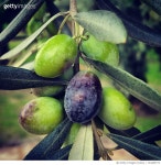 724285773 | 게티이미지코리아 | Close-Up Of Olives Royalty-Free 이미지
