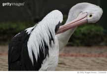 724286699 | 게티이미지코리아 | Close-Up Of Pelican Grooming Royalty-Free 이미지