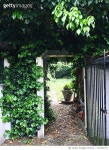 724293771 | 게티이미지코리아 | Plants Growing On Gate Royalty-Free 이미지