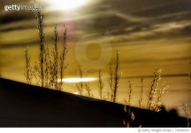 724305327 | 게티이미지코리아 | Close-Up Of Wet Grass Against Sky During Sunset Royalty-Free 이미지