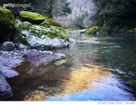 724313895 | 게티이미지코리아 | Reflection Of Trees In Water Royalty-Free 이미지