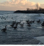 724317127 | 게티이미지코리아 | Birds On Seashore Royalty-Free 이미지