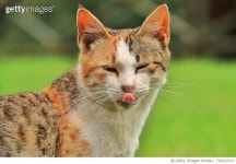 724322119 | 게티이미지코리아 | Close-Up Of Cat Royalty-Free 이미지