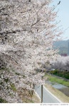 724343775 | 게티이미지코리아 | Image Of White Flower Tree Royalty-Free 이미지