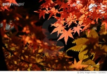 724346819 | 게티이미지코리아 | Close-Up Of Maple Tree During Autumn Royalty-Free 이미지
