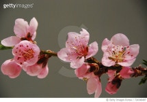 724348487 | 게티이미지코리아 | Close-Up Of Pink Flowers On Branch Royalty-Free 이미지