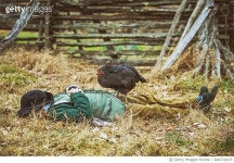 646710670 | 게티이미지코리아 | Sleeping Figure With Rooster On Top Royalty-Free 이미지