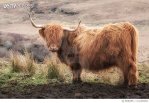 672490960 | 게티이미지코리아 | Highland cattle Royalty-Free 이미지