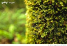 672552300 | 게티이미지코리아 | Close-Up Of Moss Covered Tree Trunk in The Mossy Forest Of Gunung Brinchang , Pahang , Malaysia... 