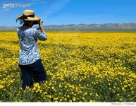673768466 | 게티이미지코리아 | Photographing The Wildflowers Royalty-Free 이미지