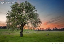 674453808 | 게티이미지코리아 | Blossom Tree Royalty-Free 이미지