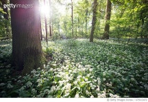 675913472 | 게티이미지코리아 | Natural Carpet Royalty-Free 이미지