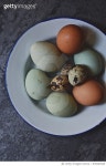 678443528 | 게티이미지코리아 | Fresh Quail Egg Royalty-Free 이미지