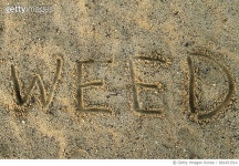 681451514 | 게티이미지코리아 | Weed drawn in the sand Royalty-Free 이미지