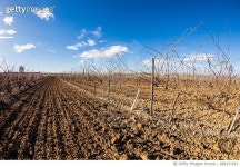 684151912 | 게티이미지코리아 | Vineyard in winter Royalty-Free 이미지