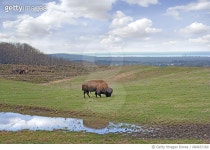 684637160 | 게티이미지코리아 | Bison grazing near pond Royalty-Free 이미지
