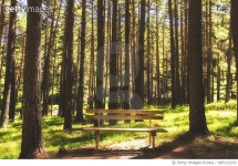 벤치 포레스트(Bench forest) | 685112232 | 게티이미지코리아 | A lonely bench in the middle of the forest Royalty-Free 이미지