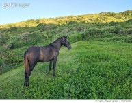 725732745 | 게티이미지코리아 | Horses Royalty-Free 이미지