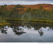 722247179 | 게티이미지코리아 | Sweden, Vastmanland, Hallefors, Knuthojdsmossen wetland Royalty-Free 이미지