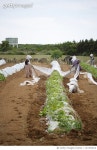 LS1703612 | 게티이미지코리아 | Workers pulling polyethylene cover from plants Rights-Managed 이미지