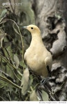 667914636 | 게티이미지코리아 | Pied Imperial Pigeon Rights-Managed 이미지