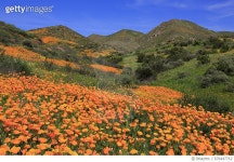 676447712 | 게티이미지코리아 | Poppies, Walker Canyon, Lake Elsinore, Riverside County Rights-Managed 이미지